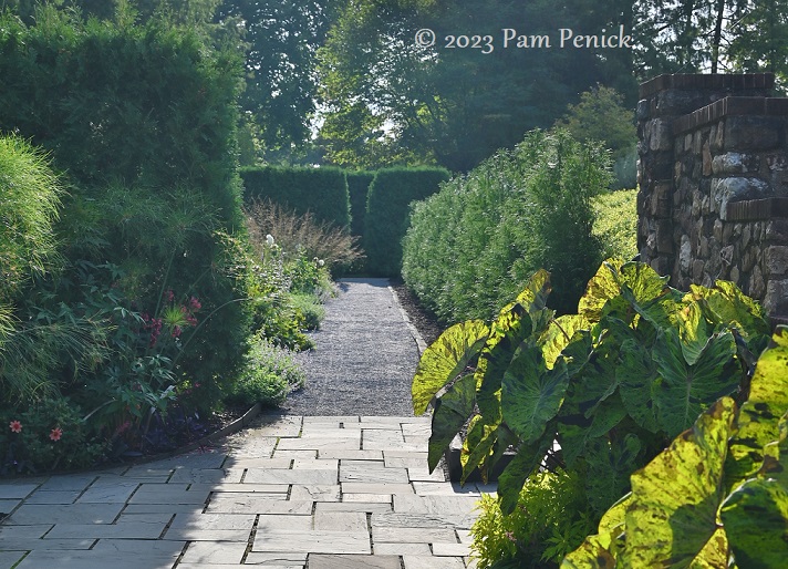 21_Colocasia_Arborvitae_hedges.jpg