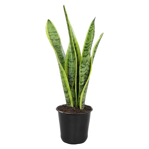 Altman Plants Live Snake Plant (laurentii), Approx. 30