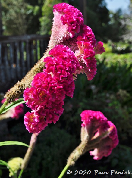 18_Celosia.jpg