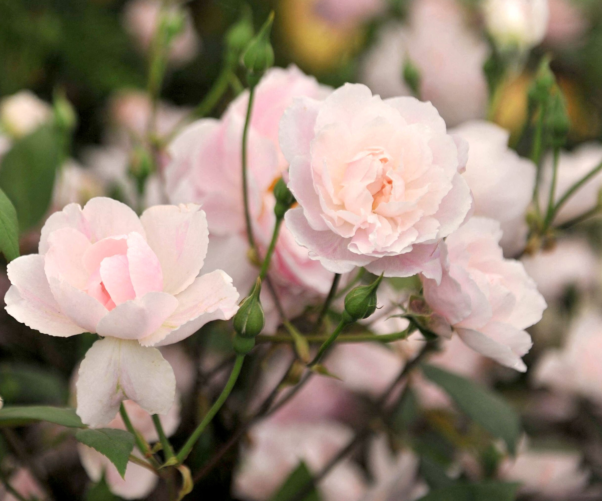 rose mortimer sackler in full bloom