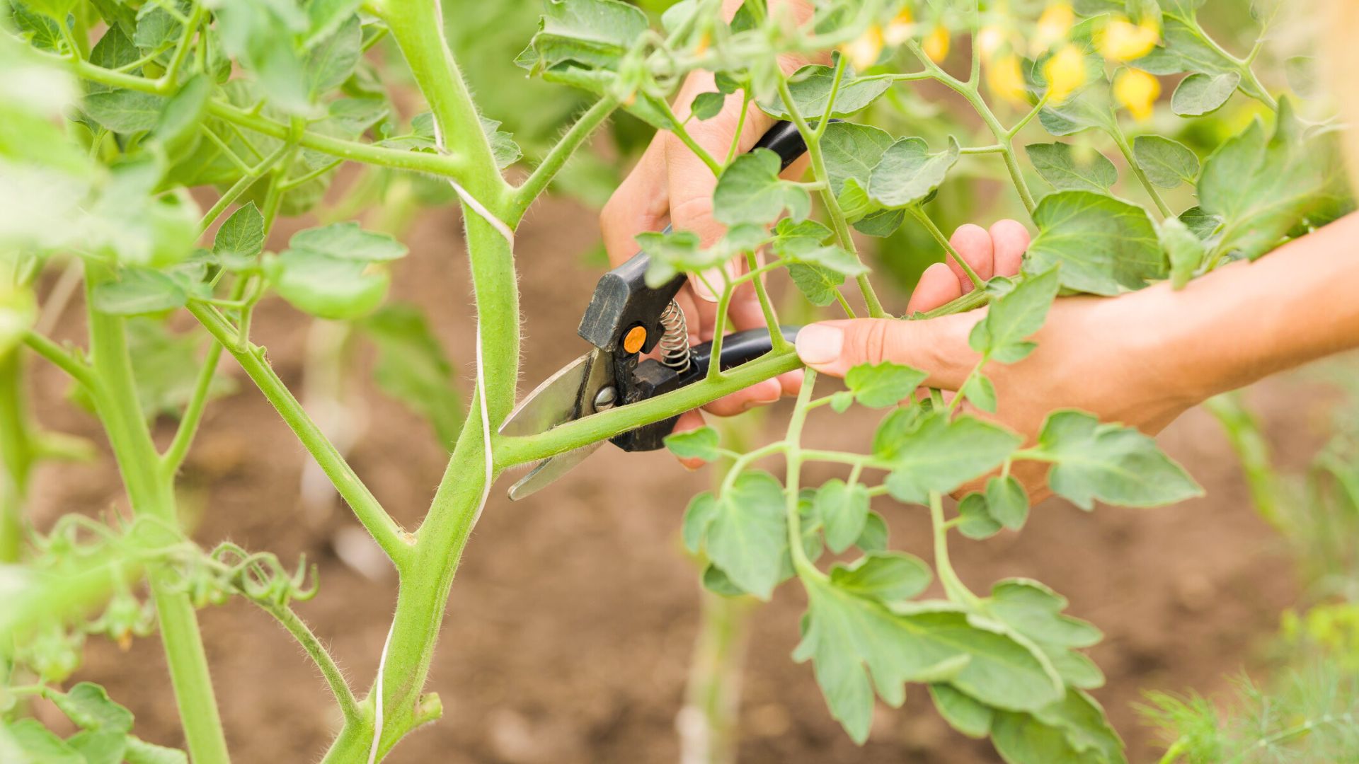 Pruning Tomato Plant