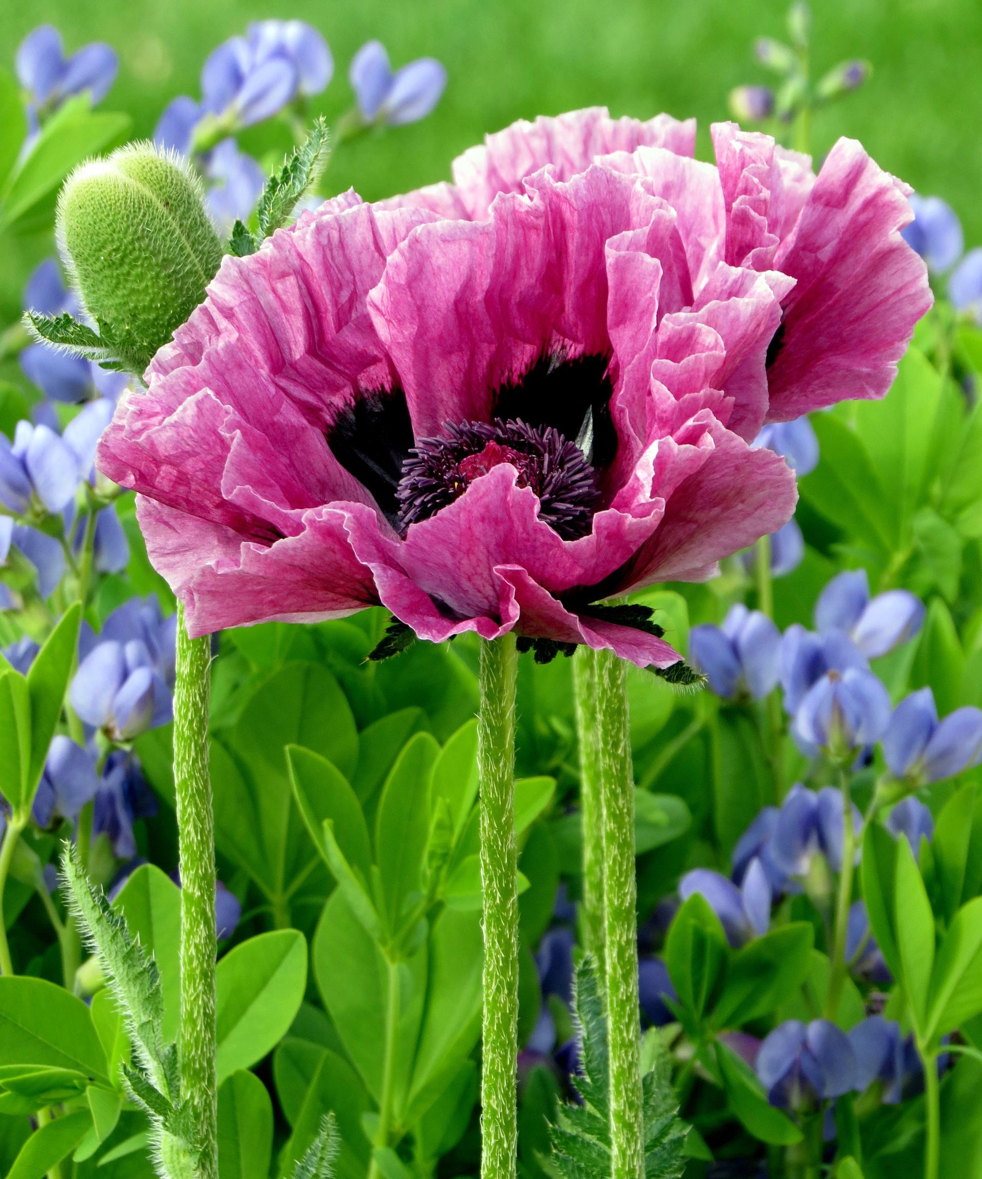 Oriental poppies in garden border with large pink flowers