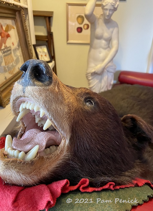 12_Taxidermy_bear.jpg