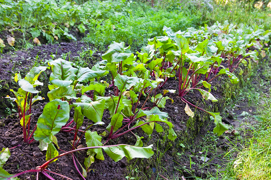 Beets in mounded bed
