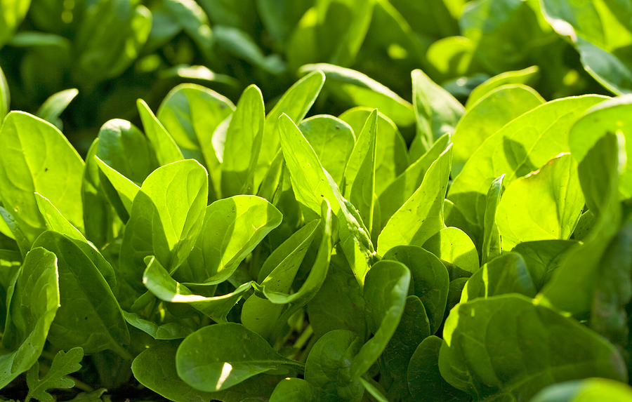 Spinach plants