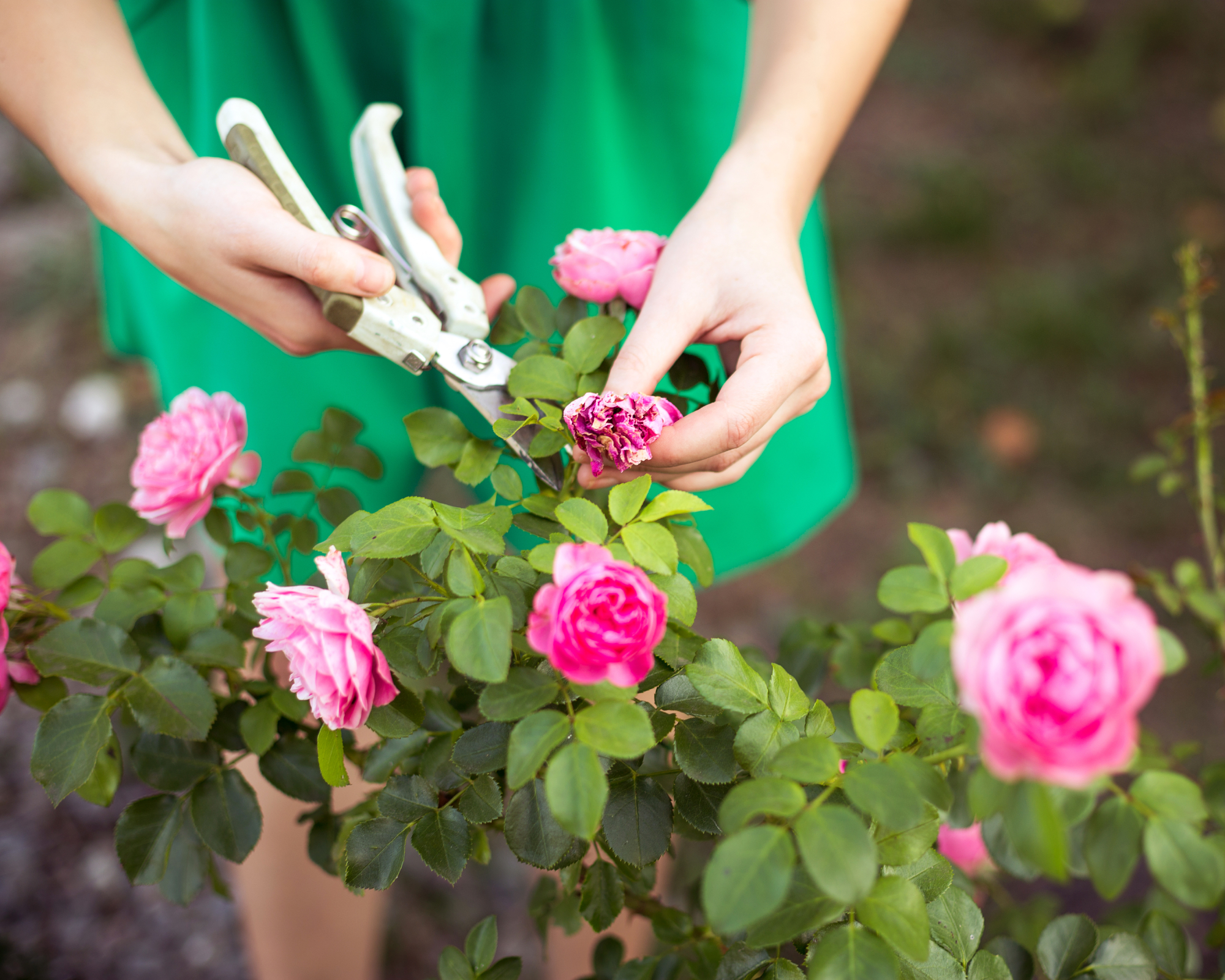 Girl cuts or trims the  bush (rose) with secateur in the garden