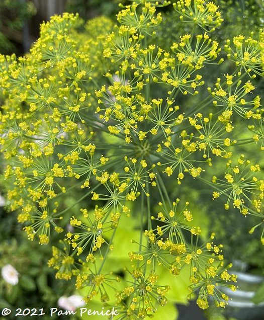 23_Dill_flower.jpg