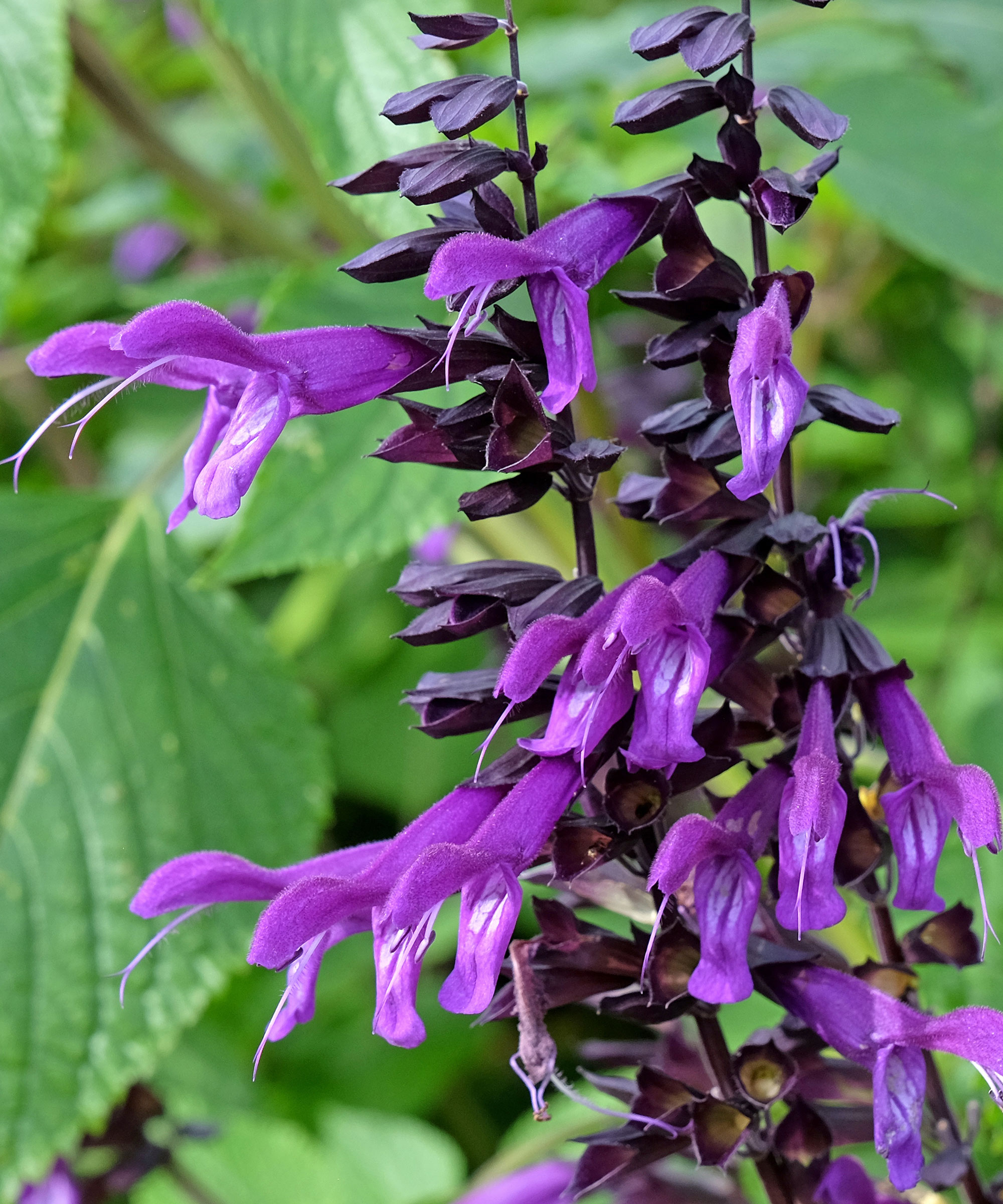 salvia Amistad plant with purple flower spires
