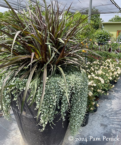09_Pennisetum_Silver_ponyfoot.jpg