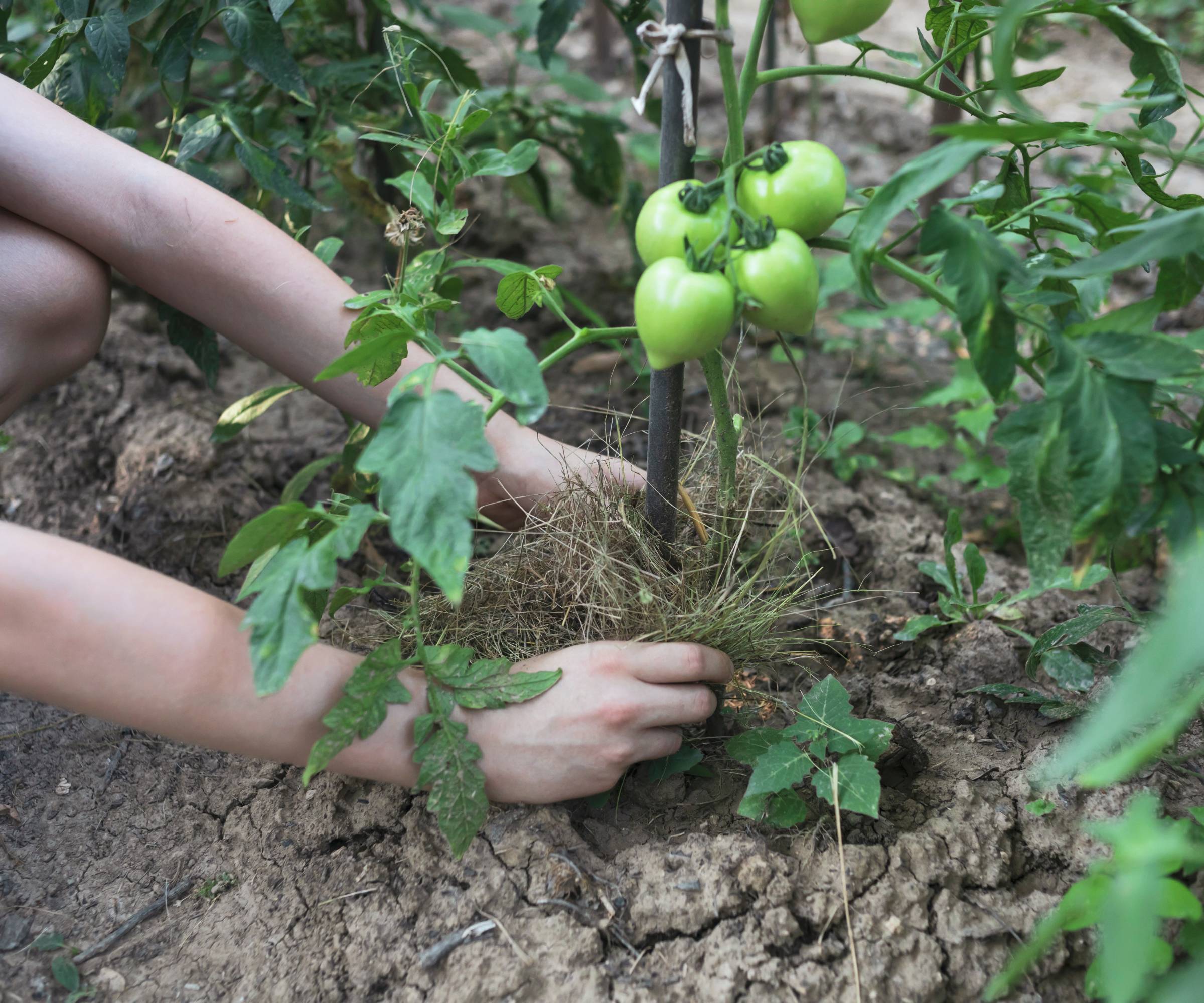 Hands laying a ring of mulch around a tomato plant