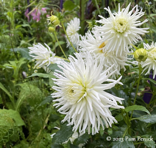 43_Dahlias_white.jpg