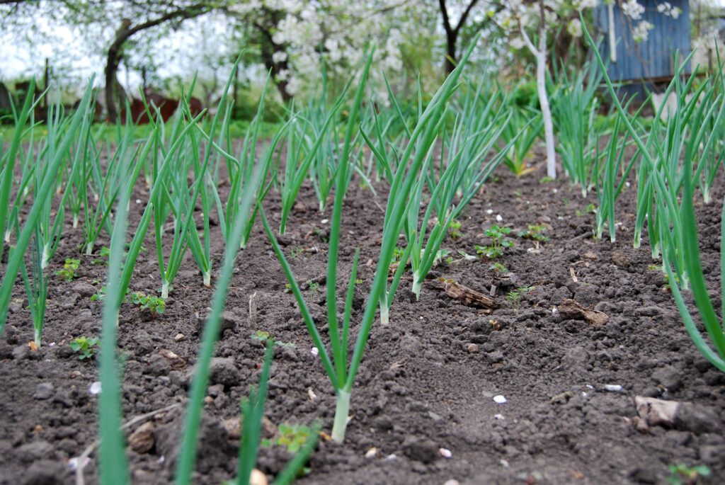 Onions early season