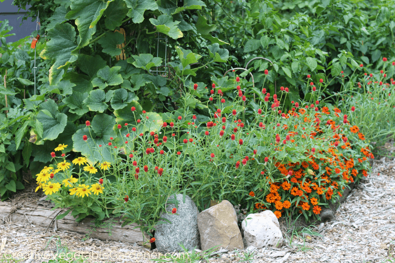 cut flowers in the vegetable garden
