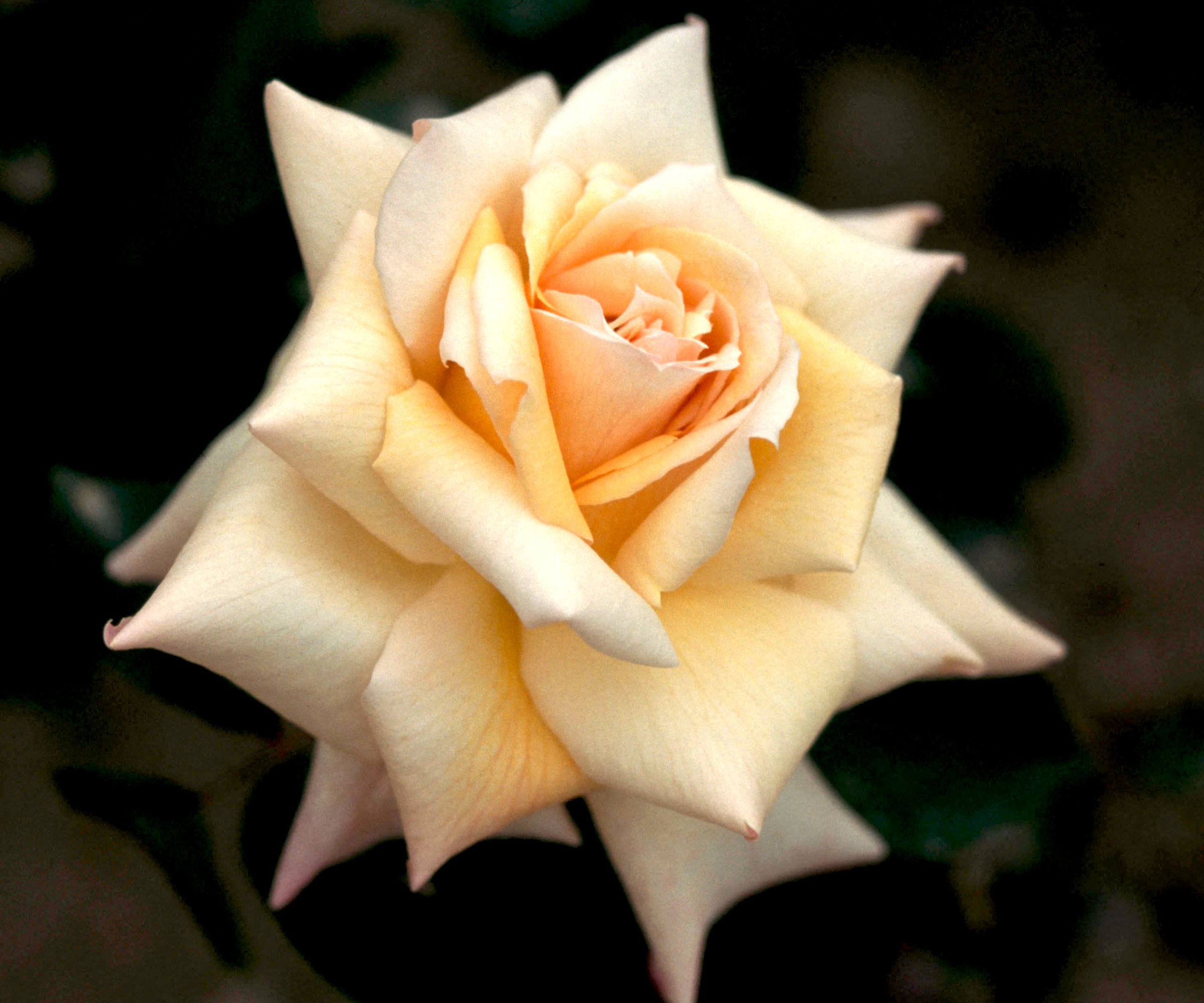 rose smooth angel with peachy petals