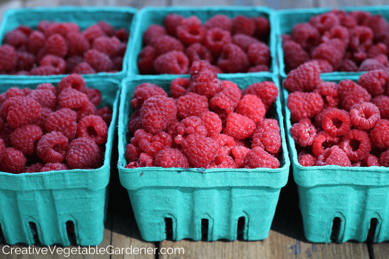 harvested raspberries from garden