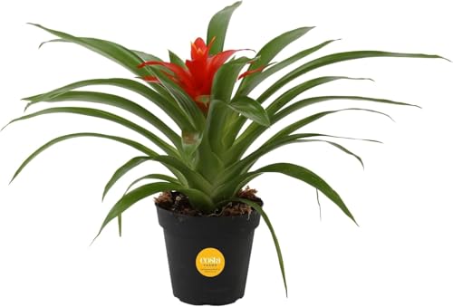 Costa Farms Live Bromeliad Indoor Plant, Red Guzmania Blooming Houseplant in Grow Pot, Tropical Tabletop Decor, Fresh From Farm, 12-Inches Tall