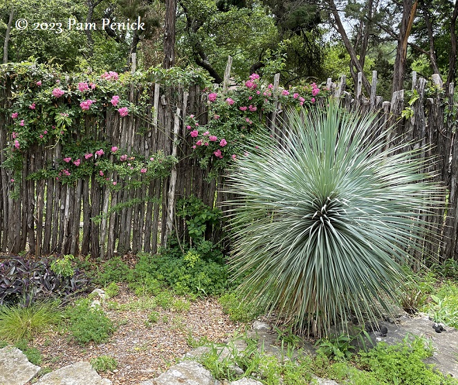 08_Yucca_rostrata_Peggy_Martin_rose.jpg