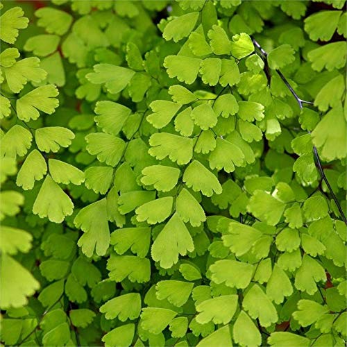 1 Southern Maidenhair Fern Plants Live Plant #tmb68