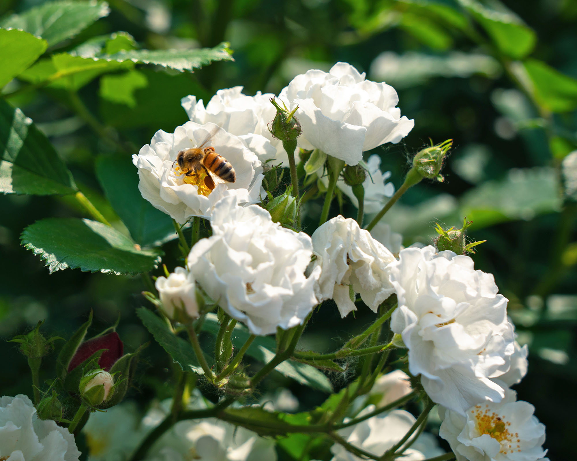 Bee feeding from pollen on white rose