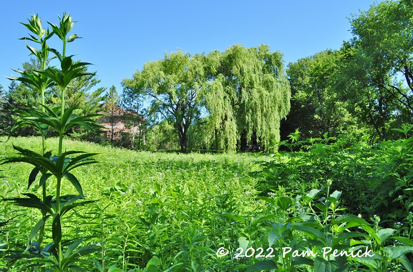 08_Prairie_garden_Willow.jpg