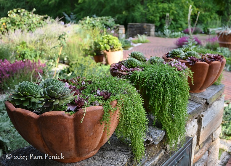 38_Sempervivum_pots.jpg