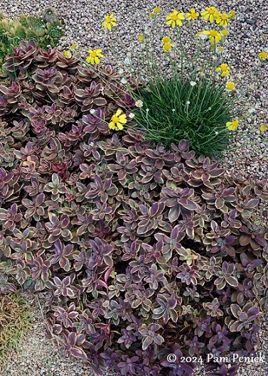 24_Purple_sedum_Daisy.jpg