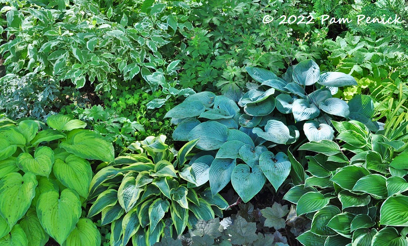 04_Hostas.jpg