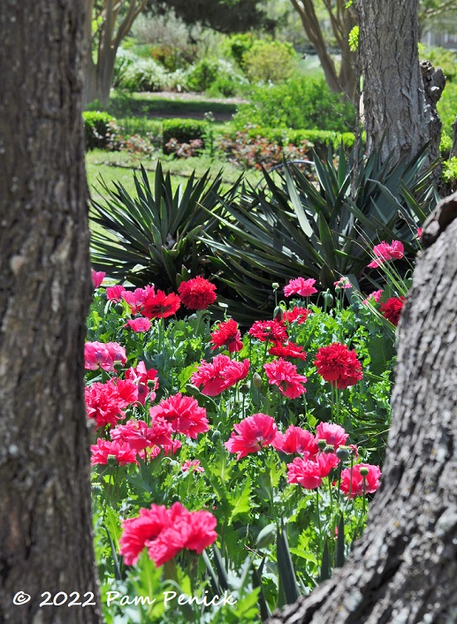 05_Poppies_Yuccas_Trees.jpg