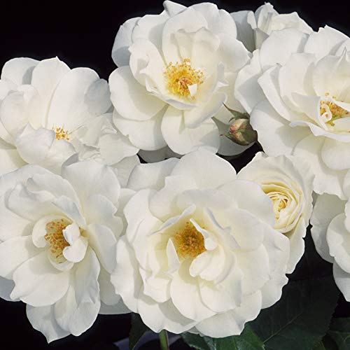 Heirloom Shrub Roses, Live Own Root Plant for Outdoor Garden, Iceberg®, Lightly Fragrant, Hardiness Zones: 5-10, Continual Blooming