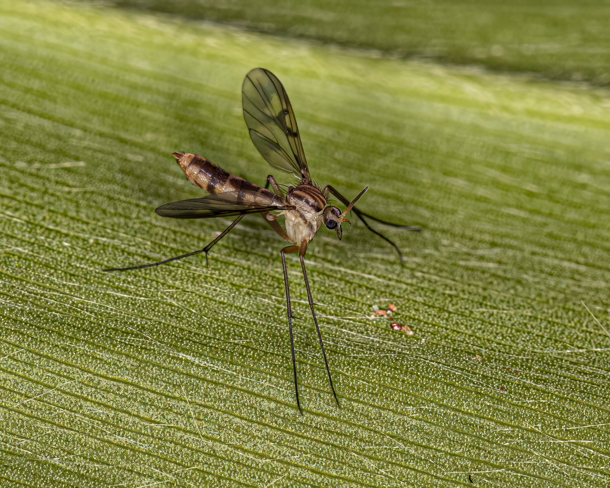 Adult Fungus Gnat of the Subfamily Mycomyinae