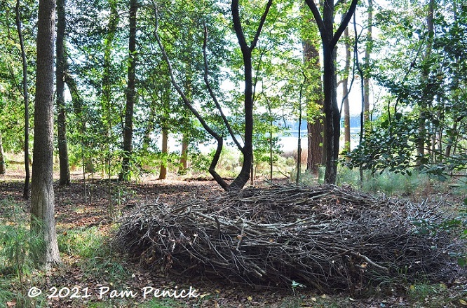 55_Stick_nest_in-woods.jpg