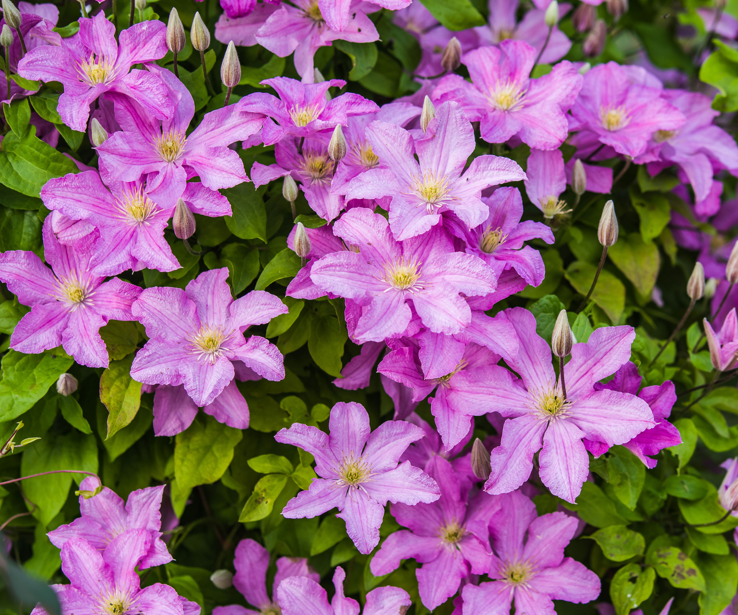 lilac clematis flowers in full bloom