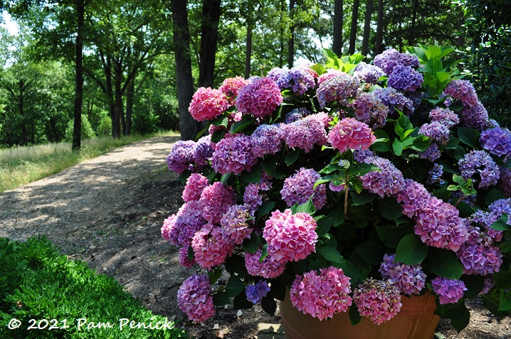 38_Potted_hydrangea.jpg