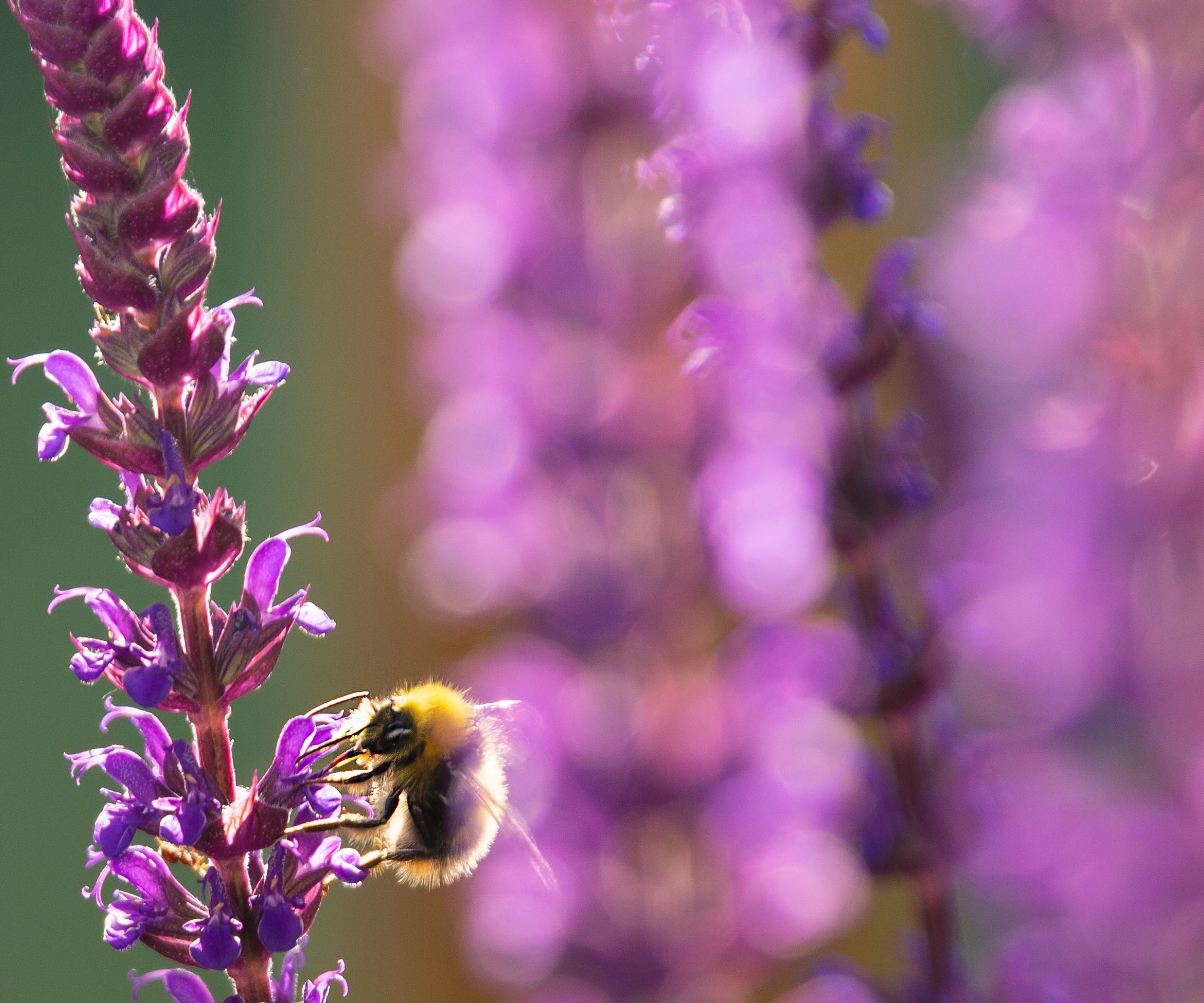 Purple salvia flowers with a bumble bee on them and further flowers in soft focus in the background.