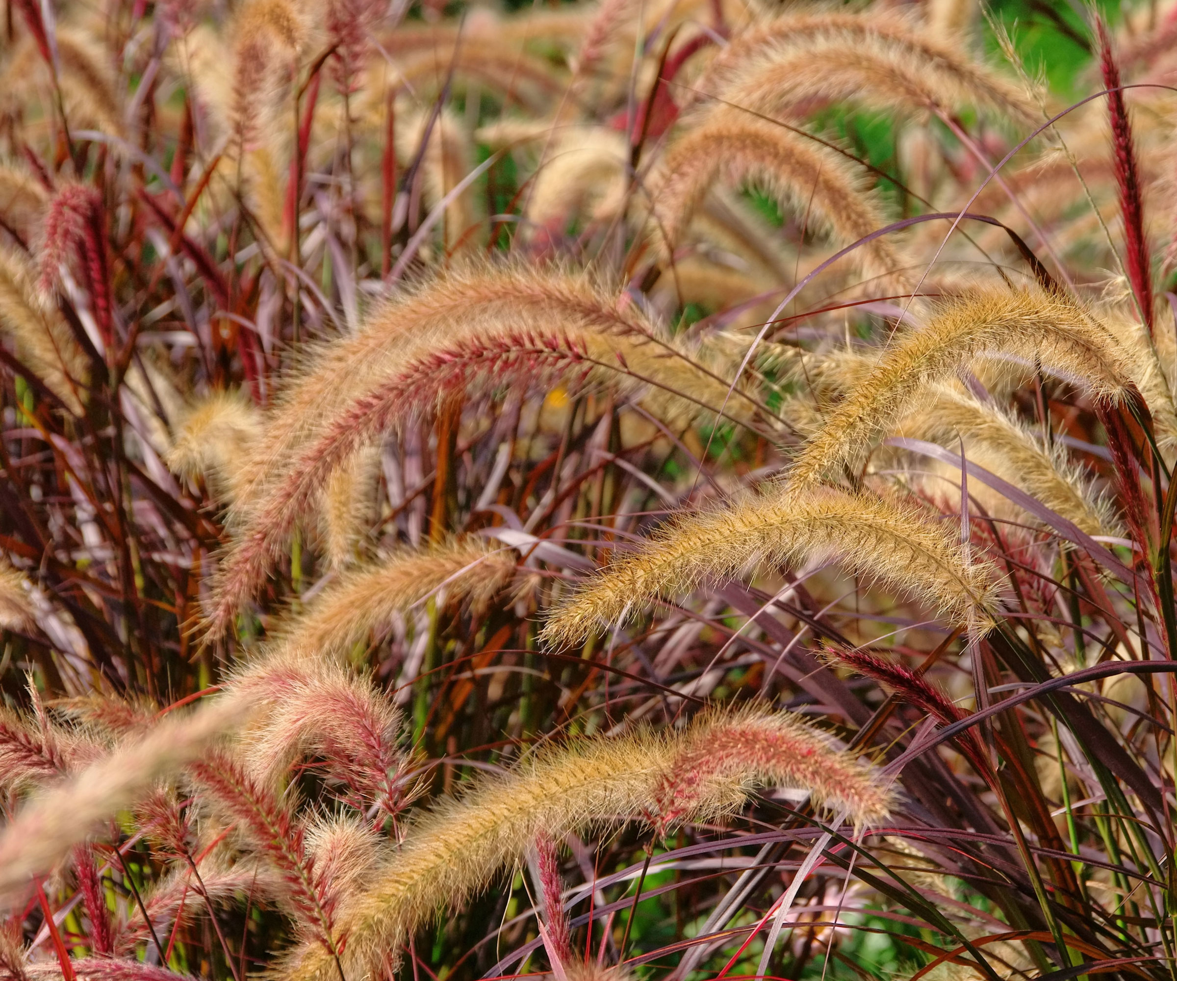 purple fountain grass showing purple green stalks