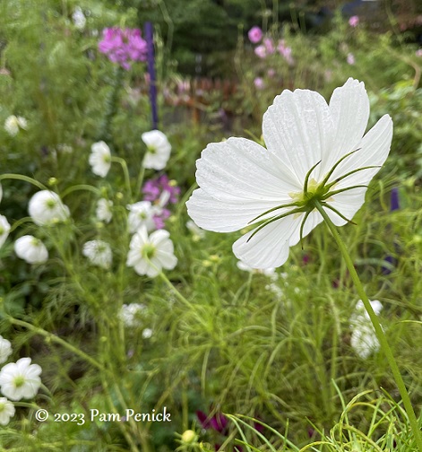 40_Cutting_garden_flowers.jpg