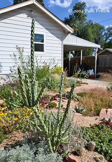 16_Cholla.jpg