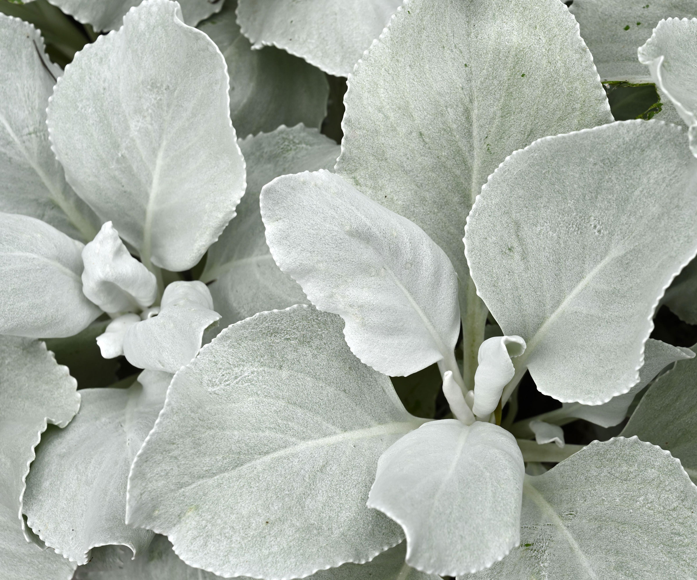 senecio Angel Wings showing silver fuzzy leaves
