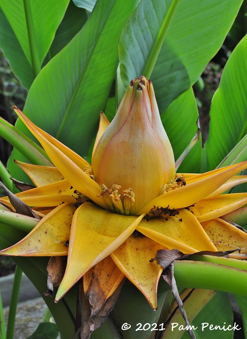 68_Yellow_fruiting_flower.jpg