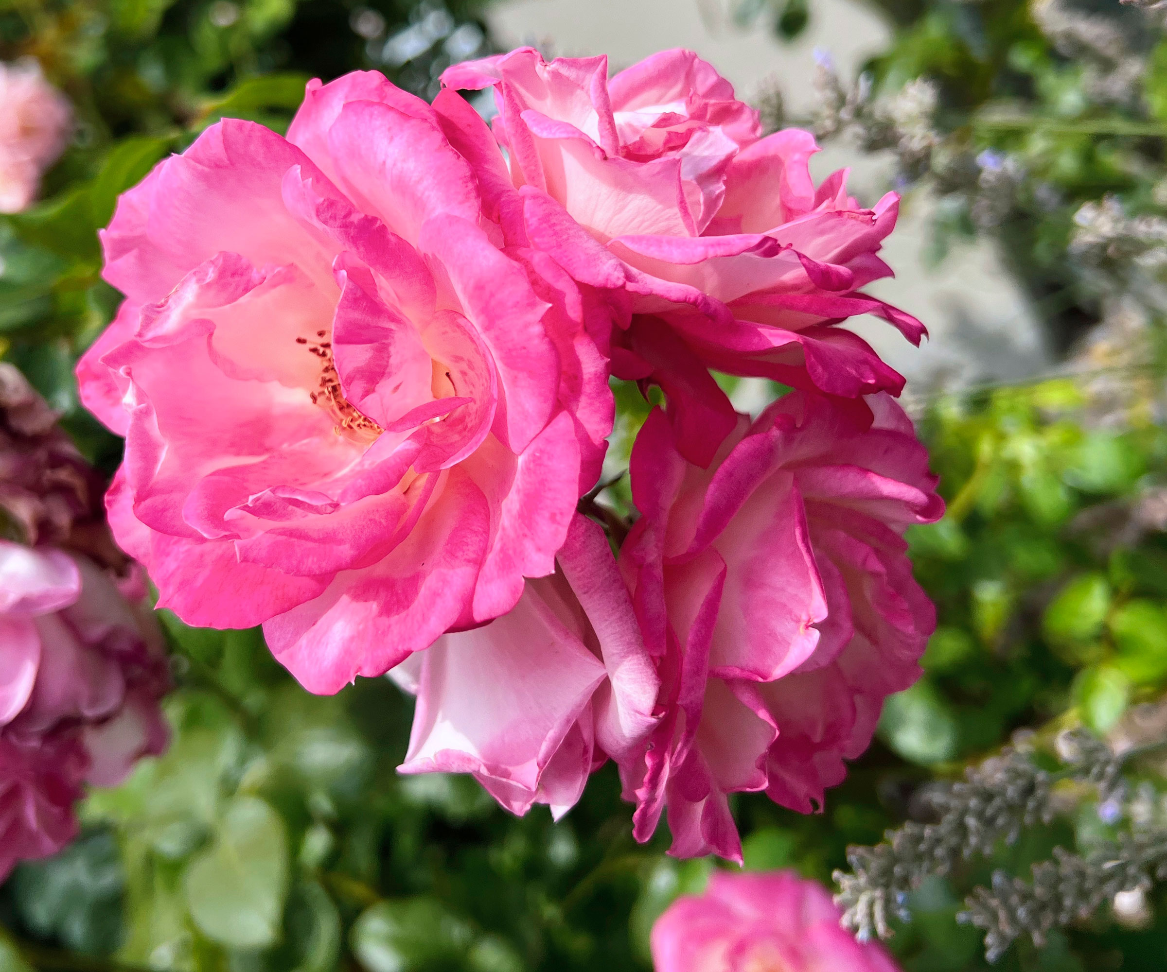 rose Sweet Chariot with large pink flowers