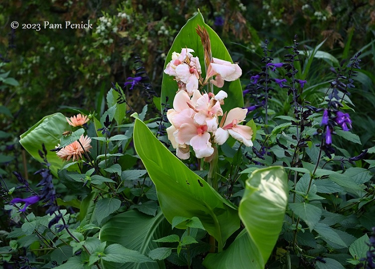 13_Canna_Salvia.jpg