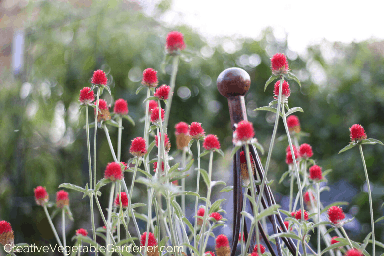 cut flowers for the garden globe amaranth