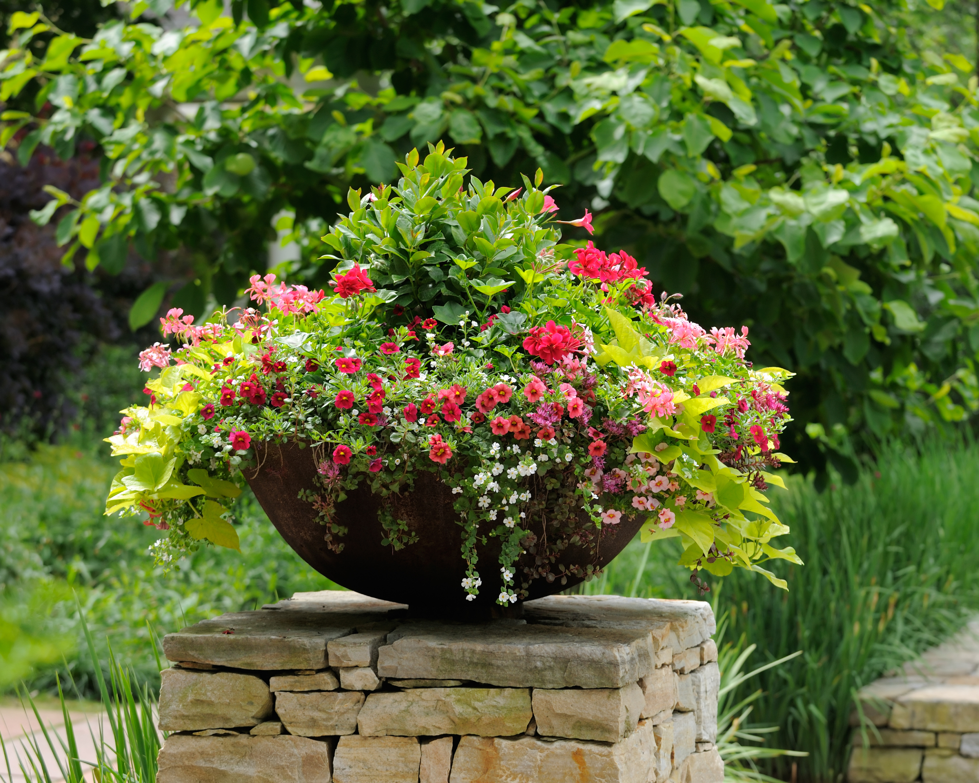 trailing plants in a modern planter