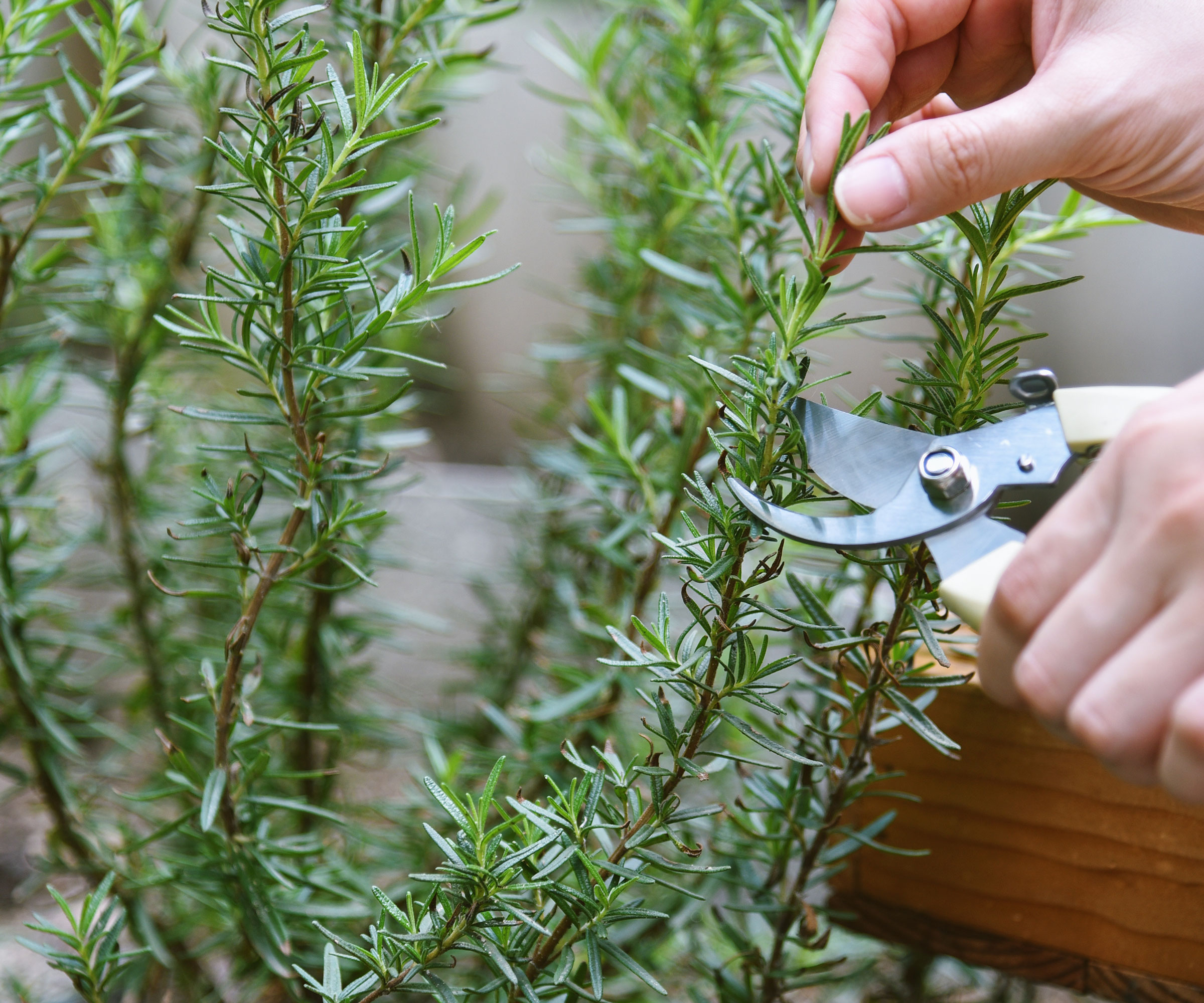 harvesting rosemary with pruning shears