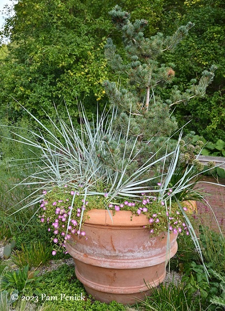 42_Pine_grass_pot.jpg