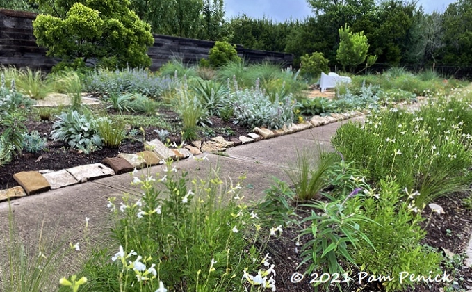03_White_salvia_Front_garden.jpg
