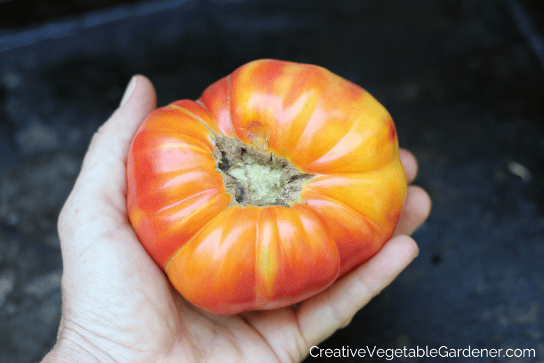hand with harvested tomato