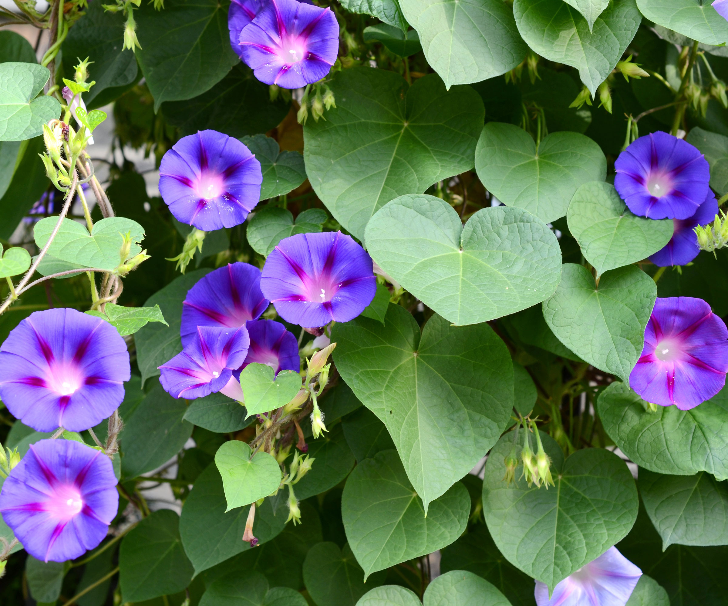 sweet potato vine plant with deep purple flowers