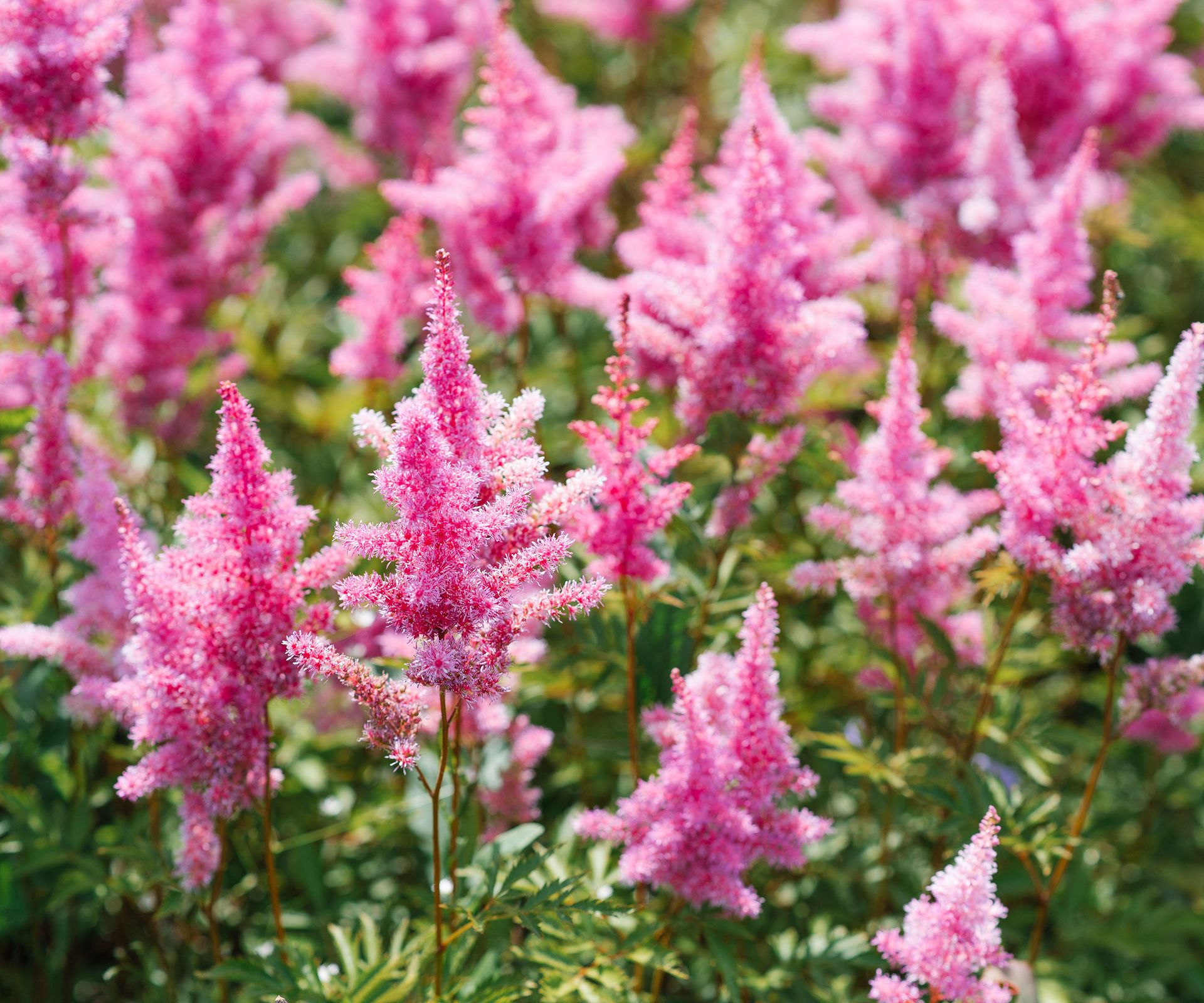 pink astilbe growing in summer border