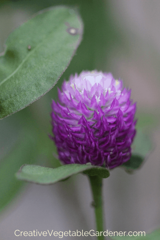 cut flower gomphrena